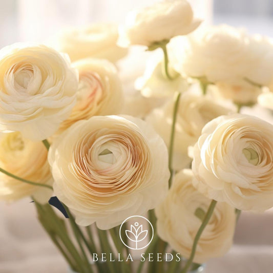 Cream Amandine Ranunculus Corms