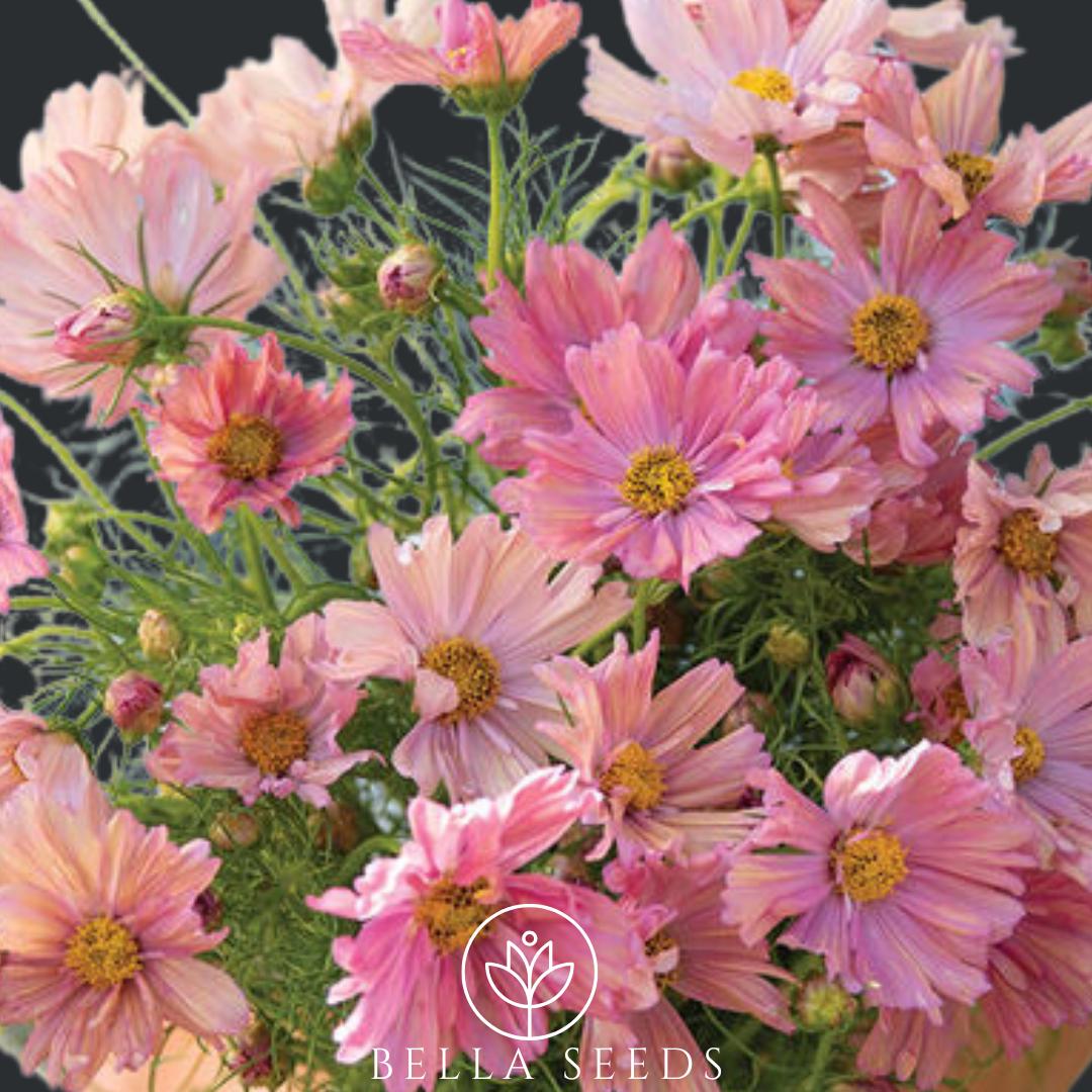 Cosmos Apricotta