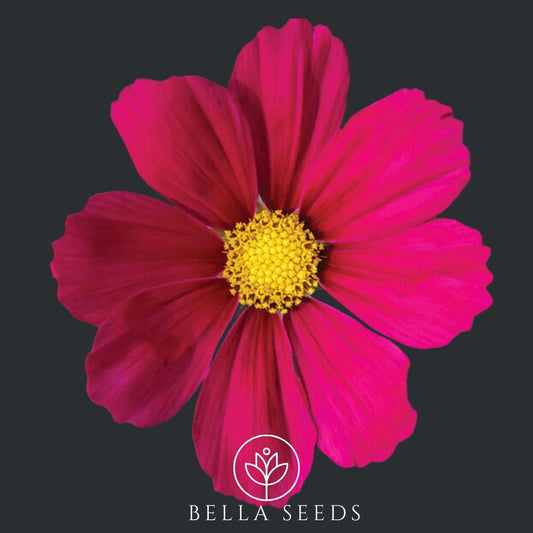 Cosmos Versailles Red