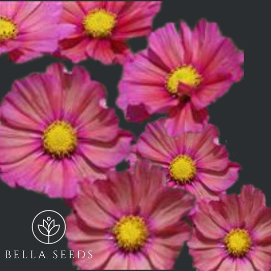 Cosmos Xsenia Seeds