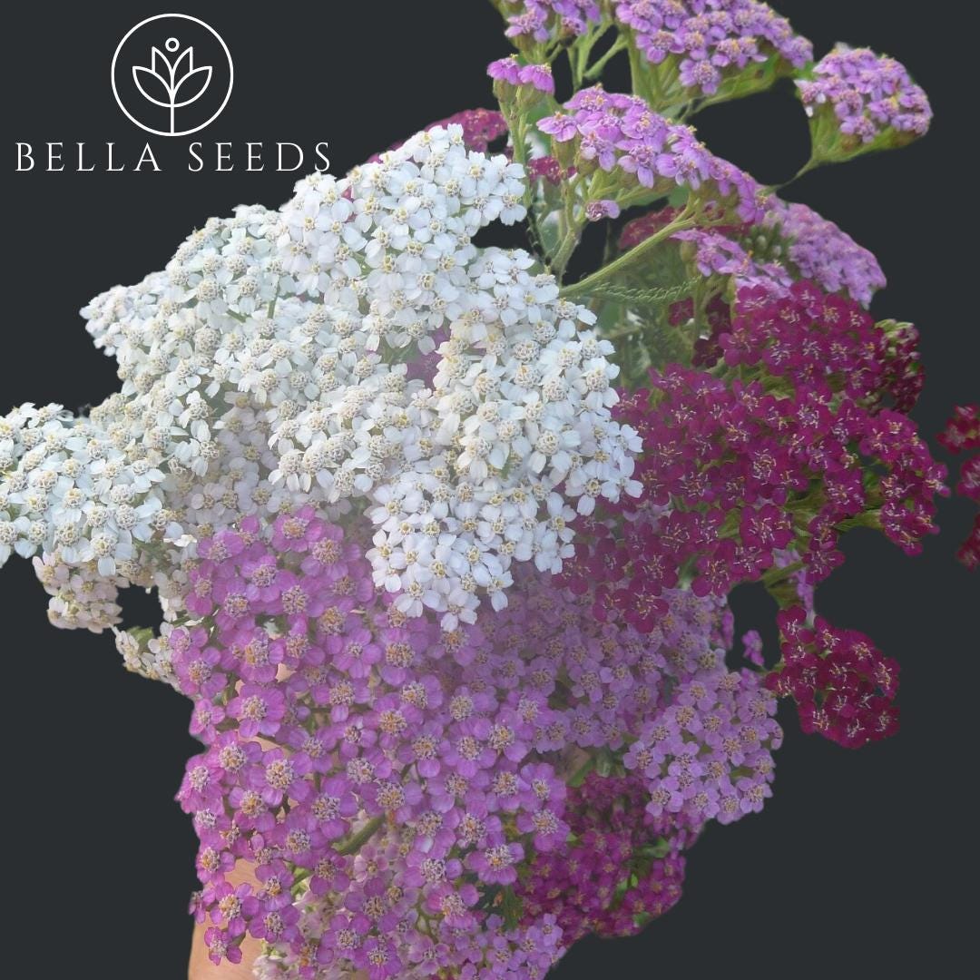 Yarrow Summer Berries