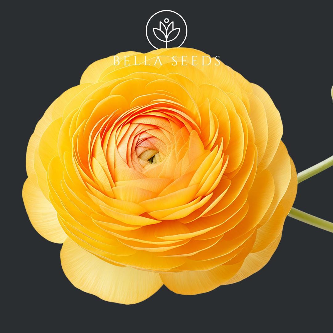 Amandine Gold Ranunculus Corms, 10 Corms, Persian Buttercups Black ...