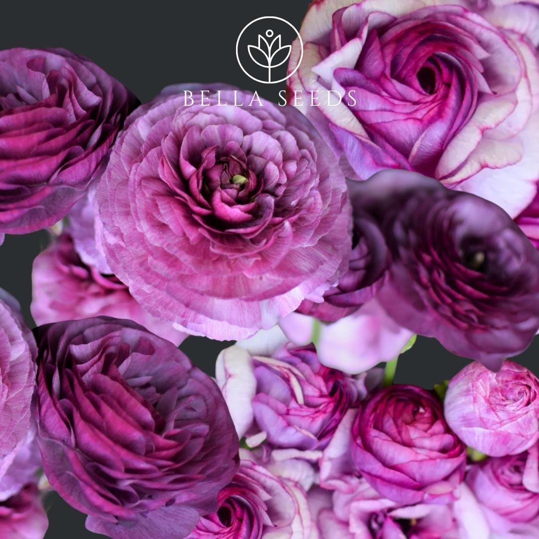 Purple Jean Amandine Ranunculus Corms