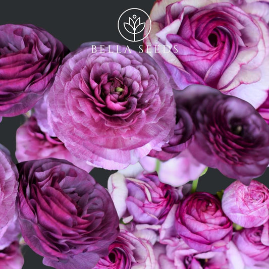 Purple Jean Amandine Ranunculus Corms