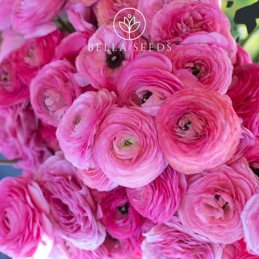 Amandine Rose Ranunculus Corms