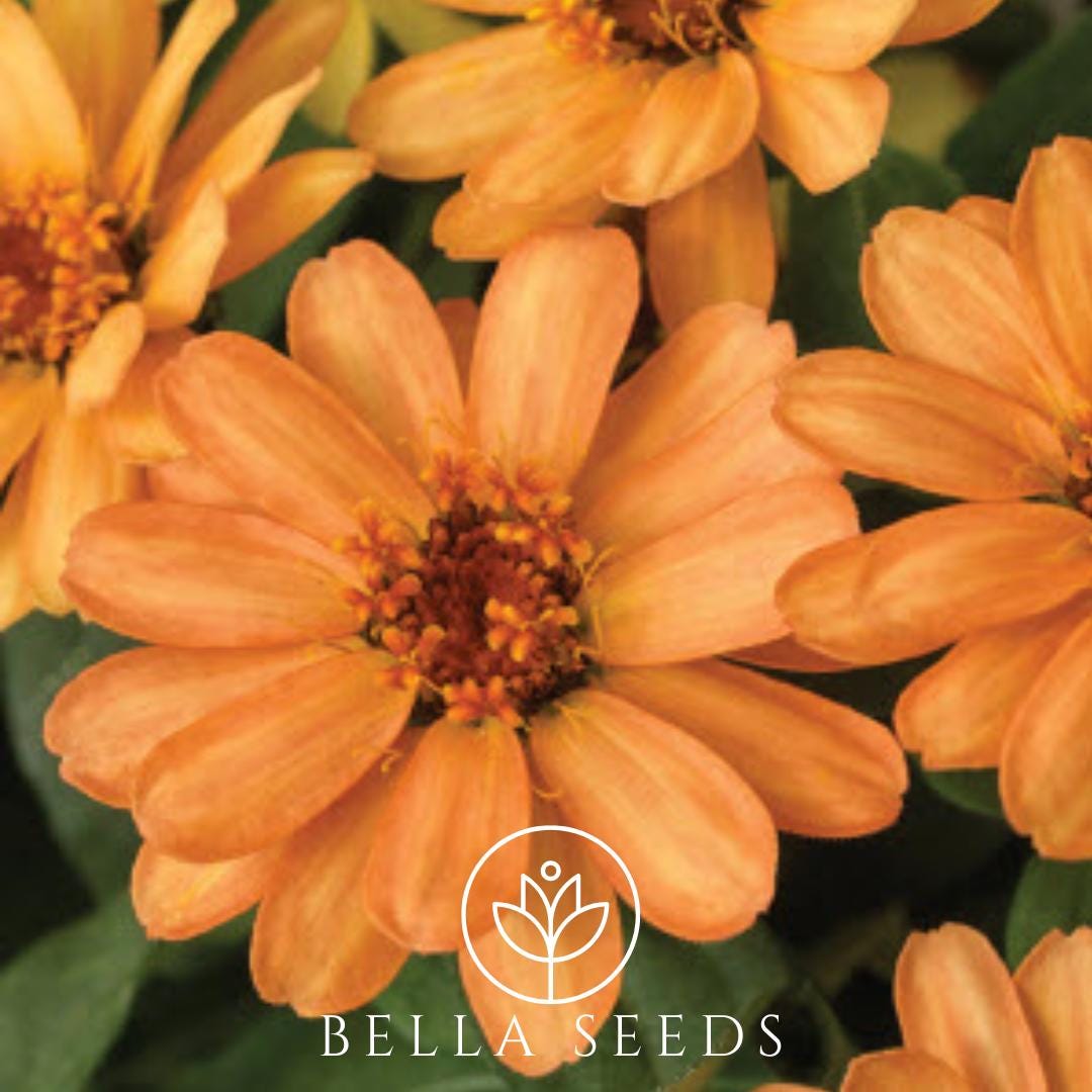 Zinnia Profusion Apricot