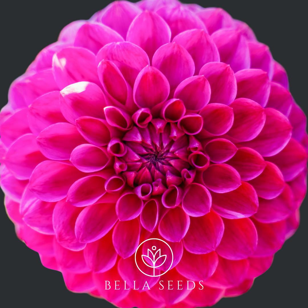 Dahlia Pompon Mix