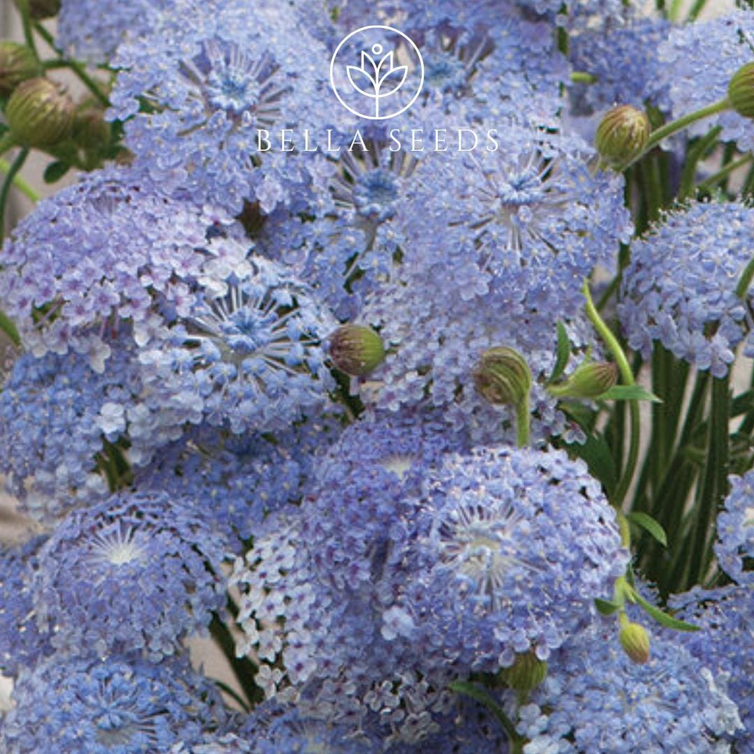 Didiscus Lacy Lavender Blue