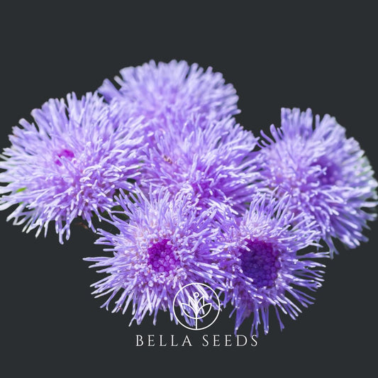 Ageratum Tall Blue Planet (F1)