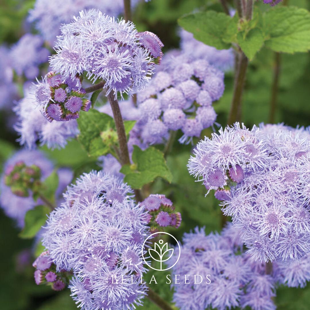 Ageratum Tall Blue Planet (F1)