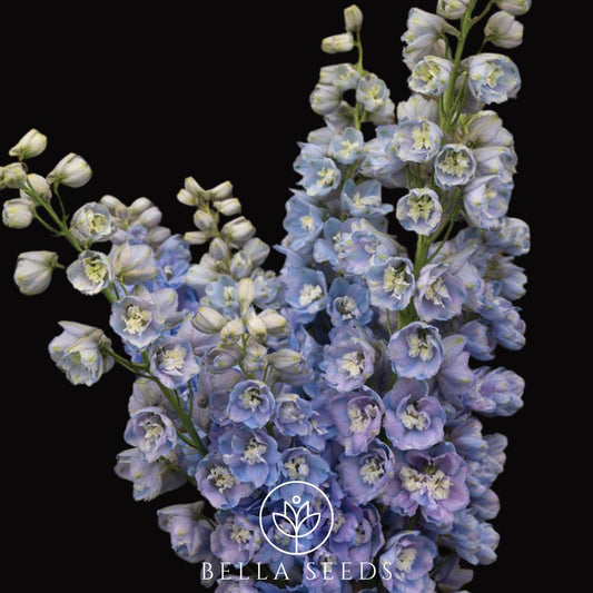 Guardian Lavender F1 Seeds, 10 Seeds, Cut Flower Seeds, Beautiful Flower seeds