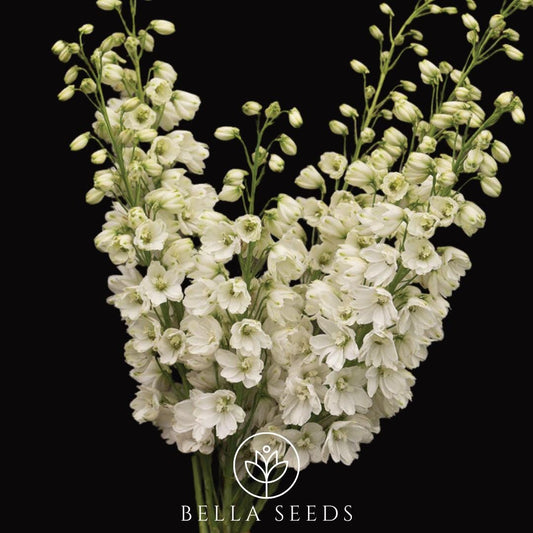 Guardian White F1 Seeds, 10 Seeds, Cut Flower Seeds, Beautiful Flower seeds