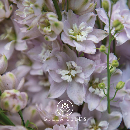 Magic Fountains Cherry Blossom Seeds, 25 Seeds, Cut Flower Seeds, Beautiful Flower seeds