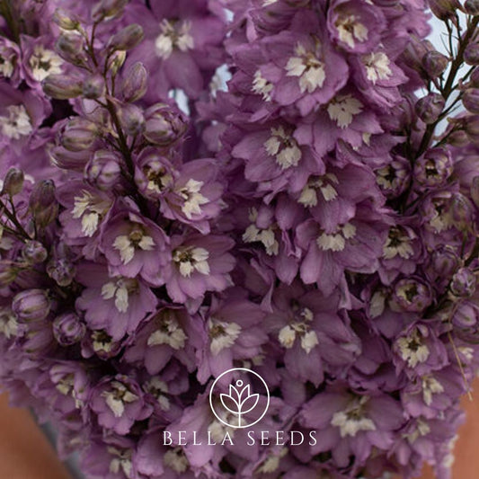 Magic Fountains Lilac Pink White Bee Seeds, 25 Seeds, Cut Flower Seeds, Beautiful Flower seeds