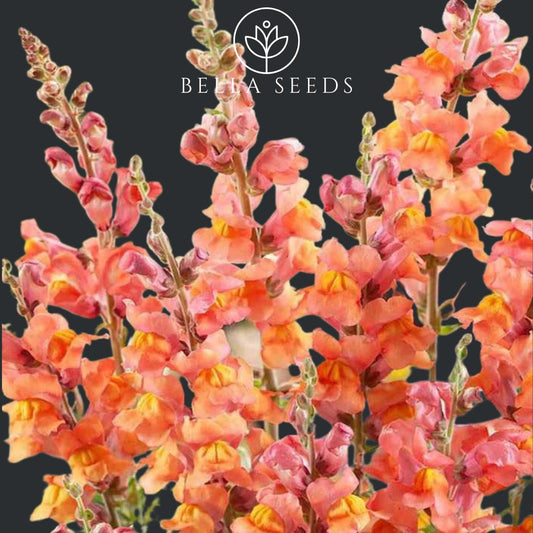 Snapdragon Orange Wonder