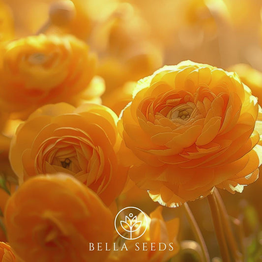 Half Clone Pergold Ranunculus Corms, 5-6 cm, Ranunculus Corms, Persian Buttercups