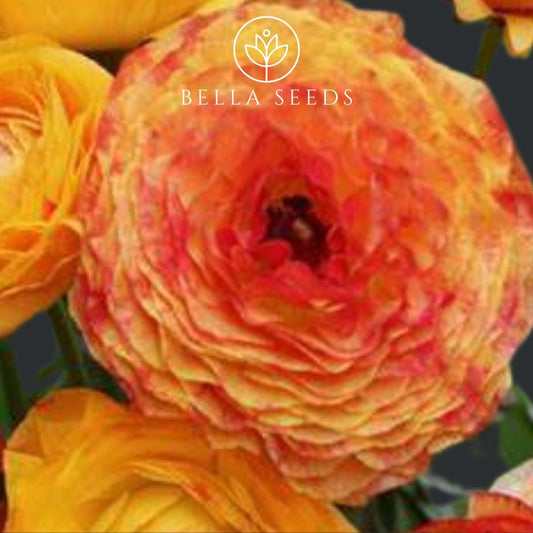 Orange Picotee Amandine Ranunculus Corms
