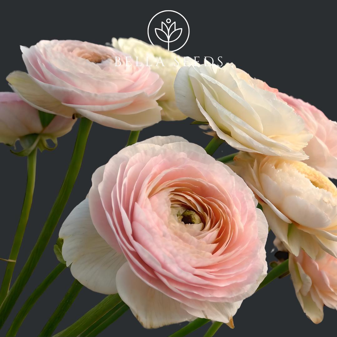 Orange Amandine Ranunculus Corms