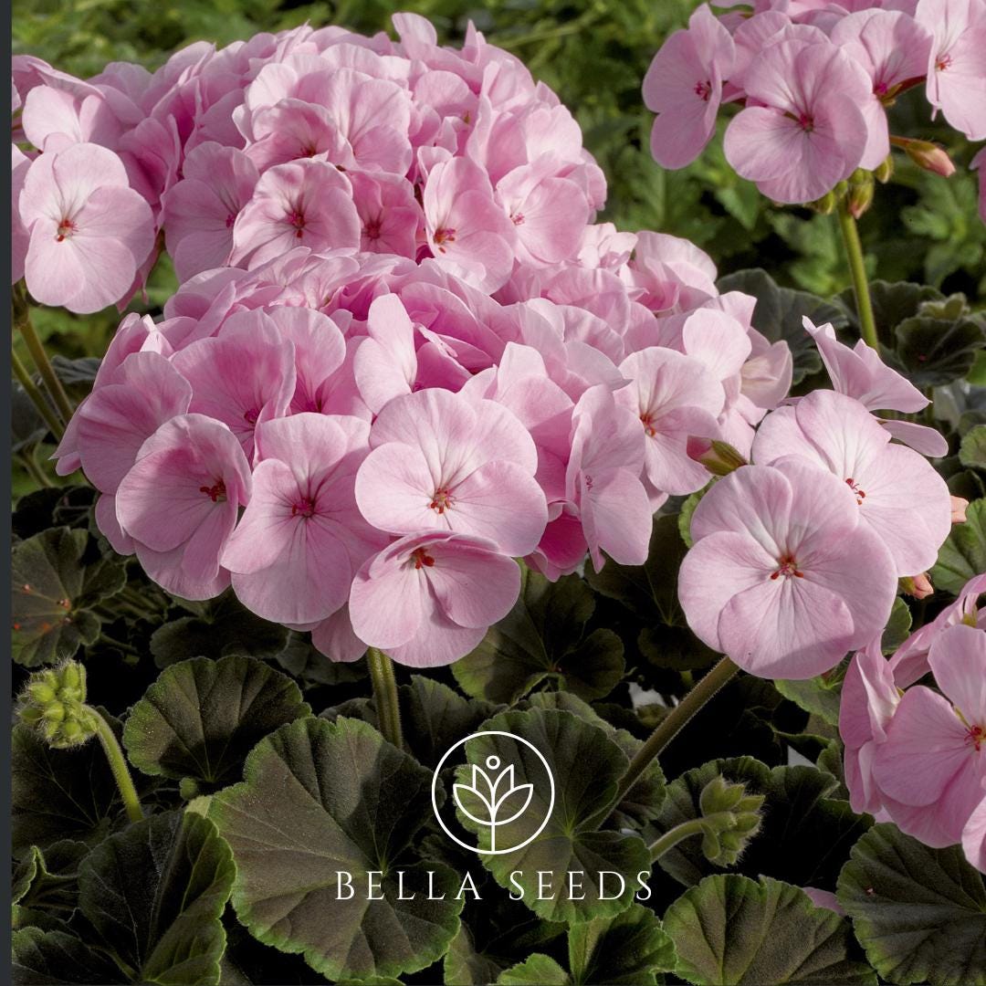 Geranium BullsEye Light Pink