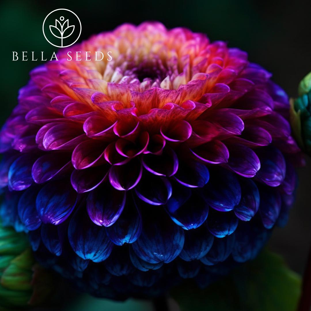 Dahlia Pompon Mix