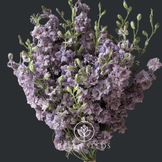 Misty Lavender Flower Seeds, 50 Seeds, Dried Flower Seeds, Bouquet Filler, Wedding Flowers, Cut Flowers, Rare seeds, Fluffy flowers