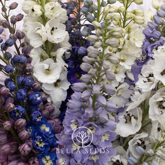 Magic Fountains Mix Seeds, 25 Seeds, Cut Flower Seeds, Beautiful Flower seeds